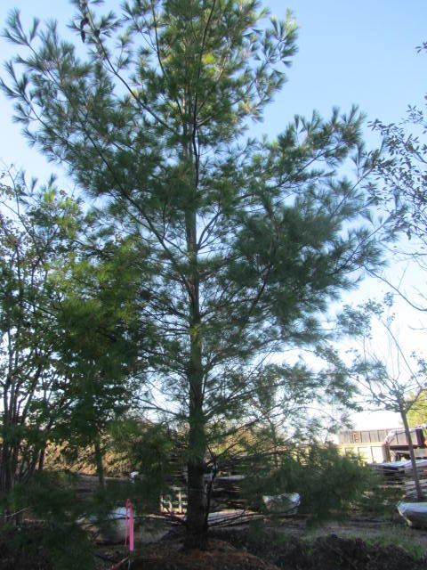 White Pine