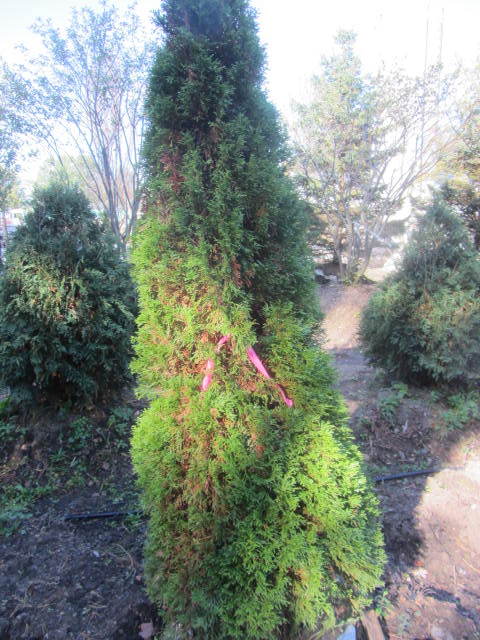 Arborvitae
