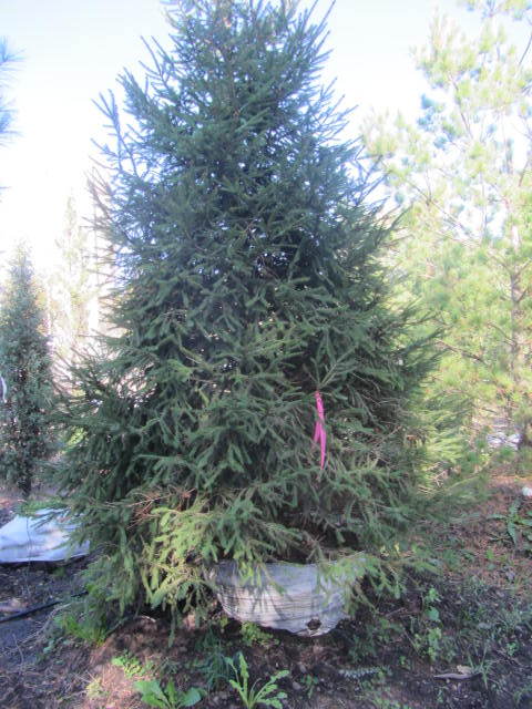 Spruce