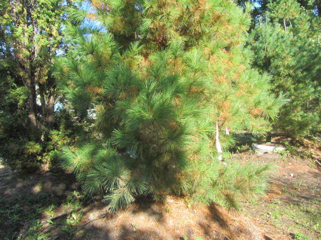 White Pine