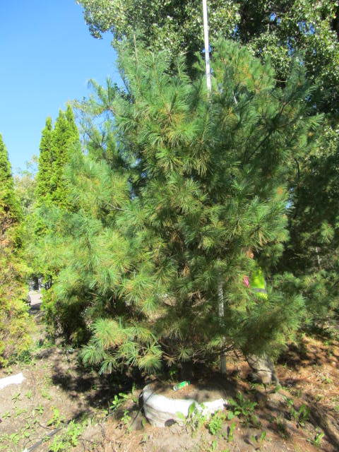 White Pine