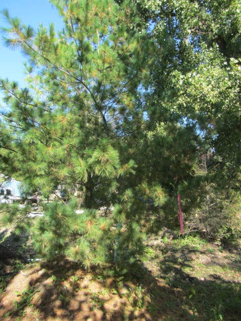 White Pine