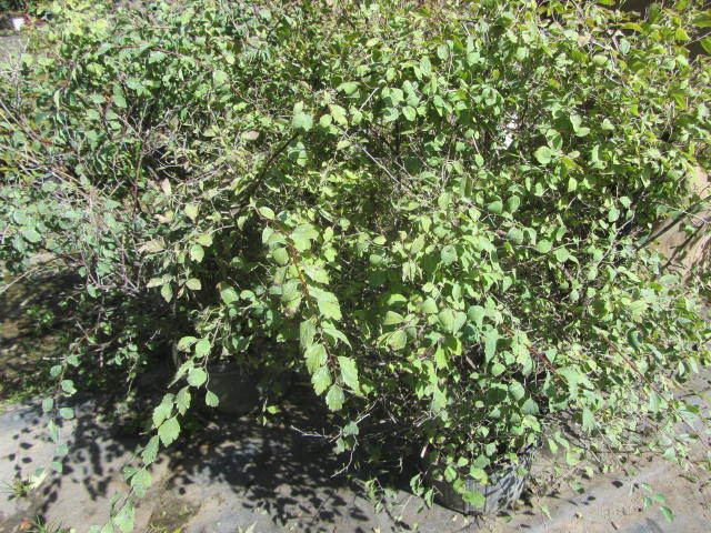 Spirea