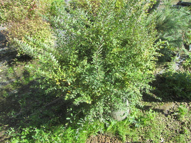 Spirea