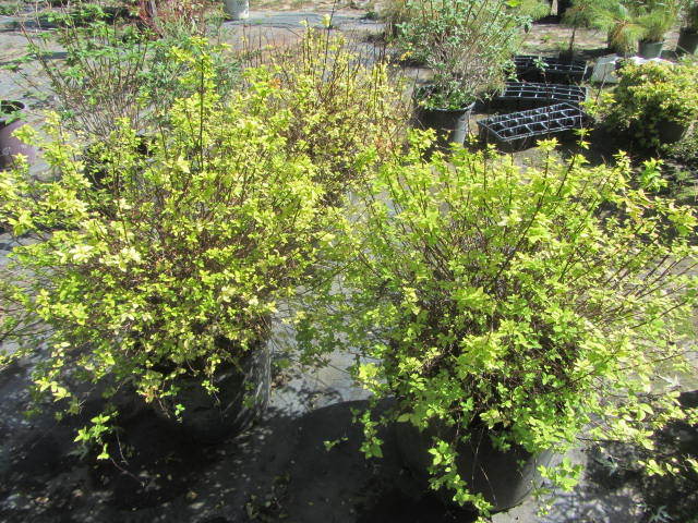 Spirea