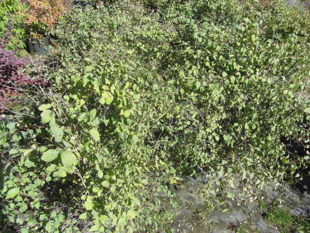 Spirea