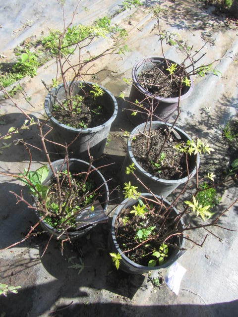 Elderberry
