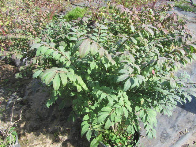 Burning Bush