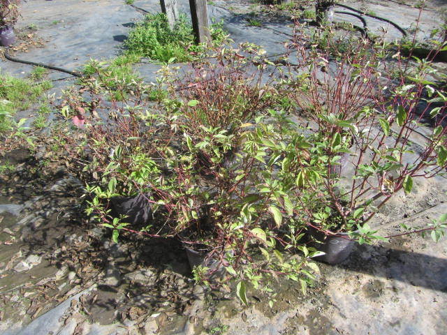 Dogwood