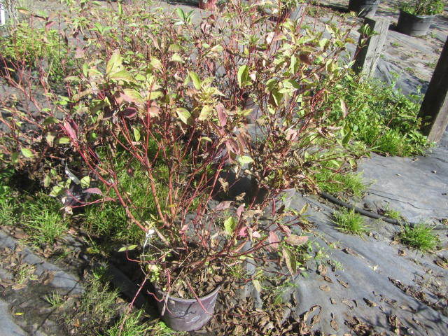 Dogwood