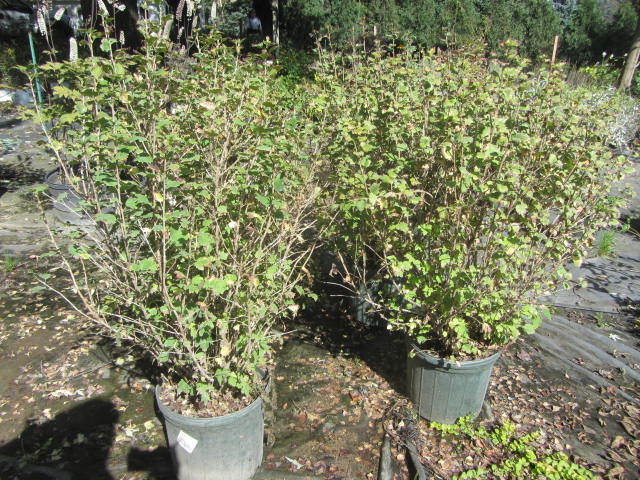 Alpine Currant