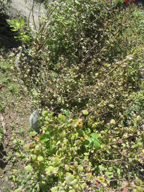 Alpine Currant