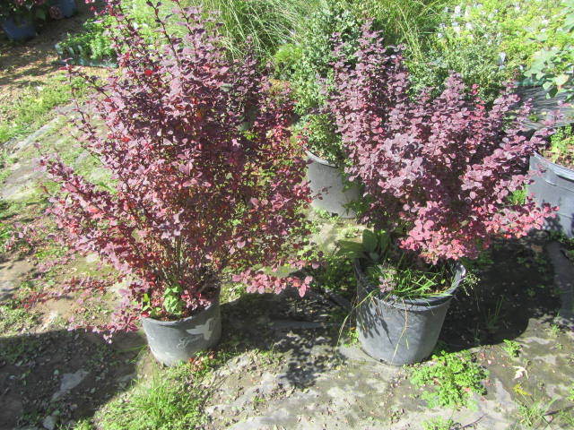 Barberry