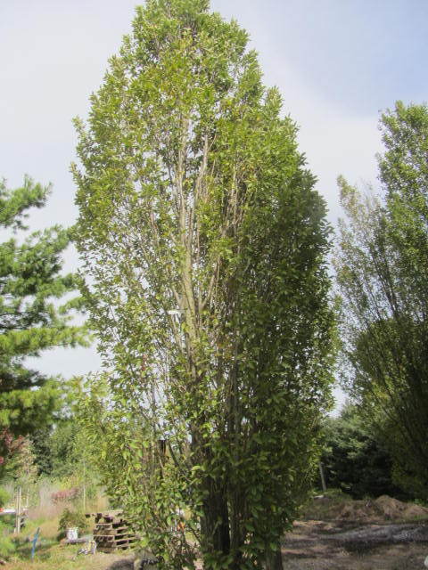 European Hornbeam