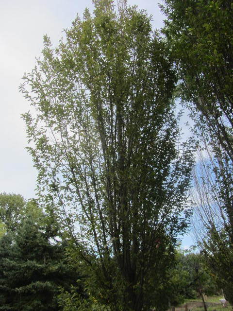 European Hornbeam