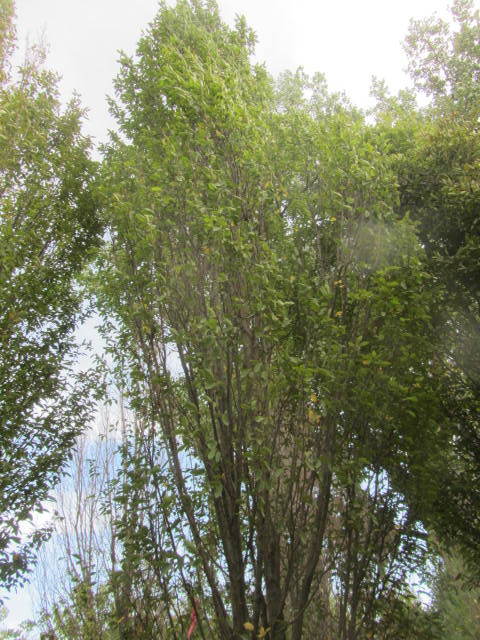 European Hornbeam