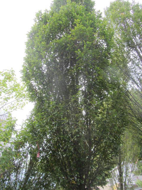 European Hornbeam