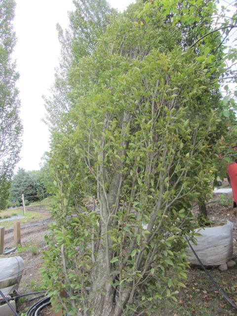 European Hornbeam