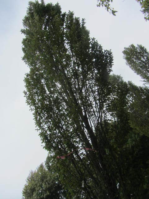 European Hornbeam