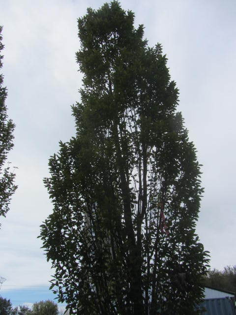 European Hornbeam