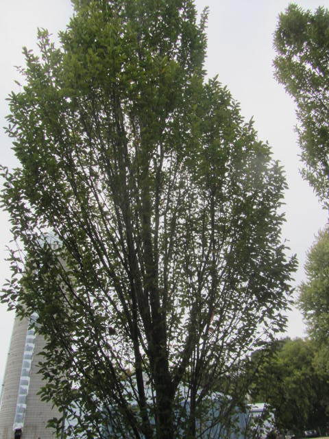 European Hornbeam