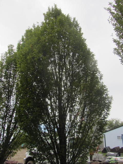 European Hornbeam