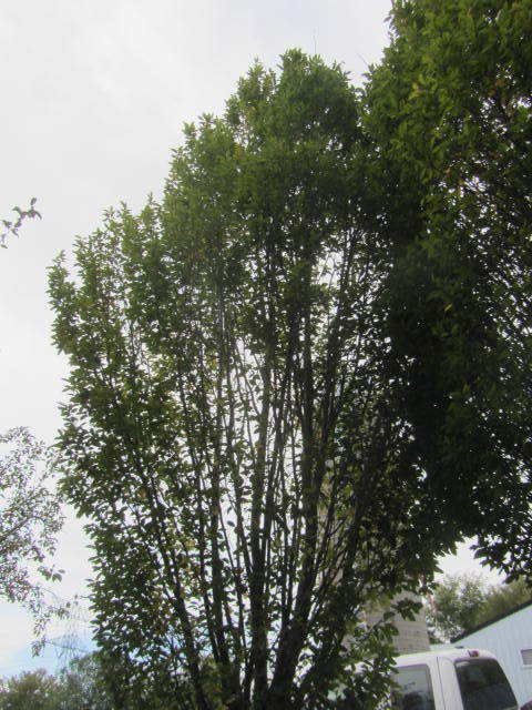 European Hornbeam