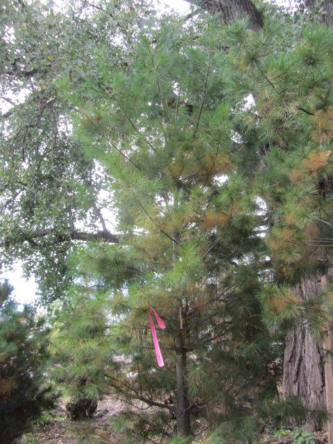 White Pine