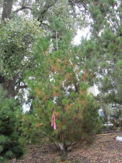 White Pine