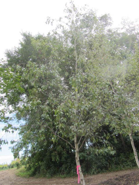 Birch