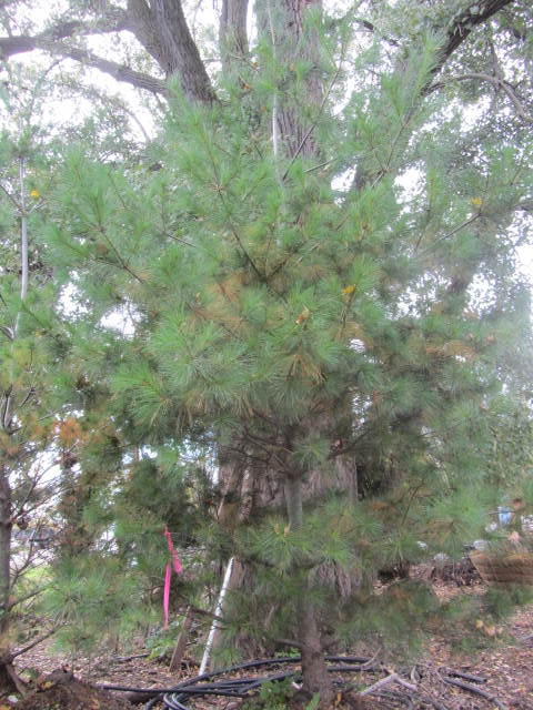 White Pine