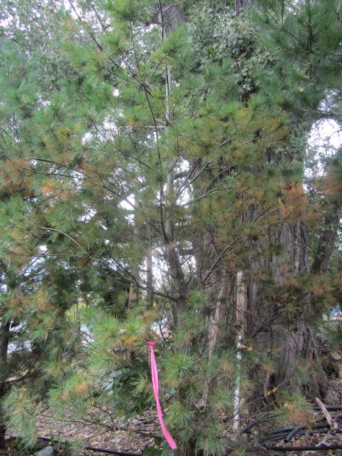 White Pine