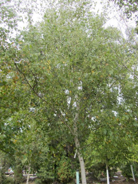Birch
