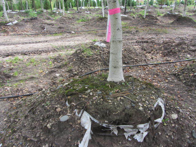 Birch