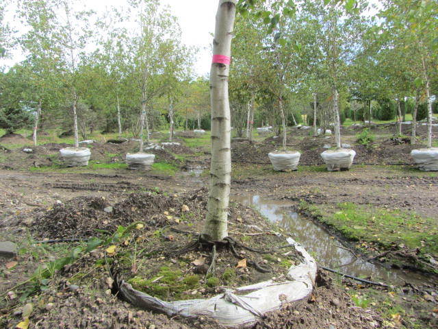 Birch