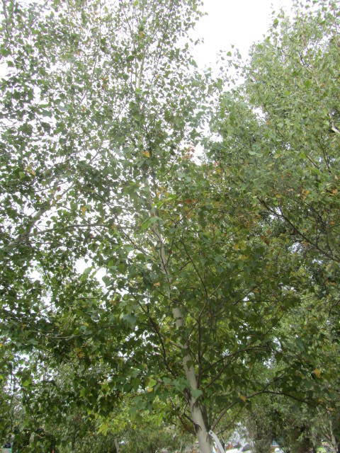 Birch