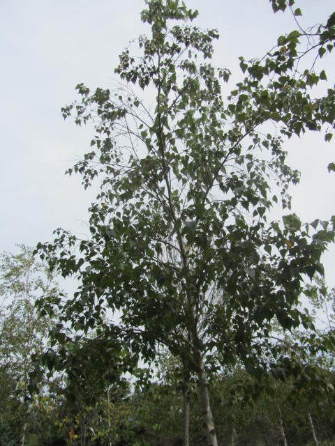 Birch