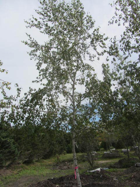 Birch