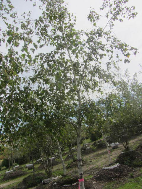 Birch