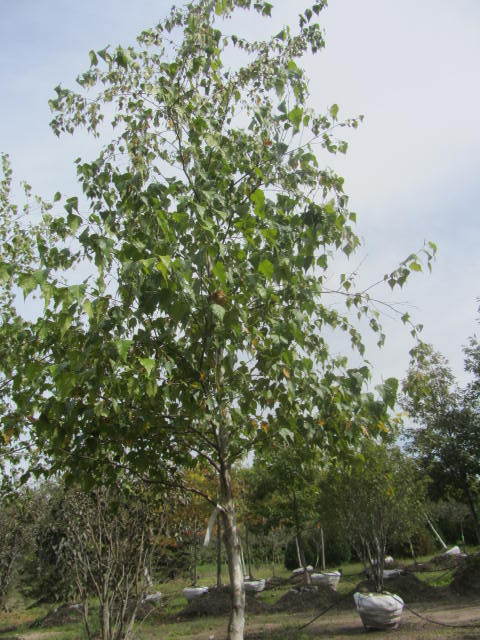 Birch