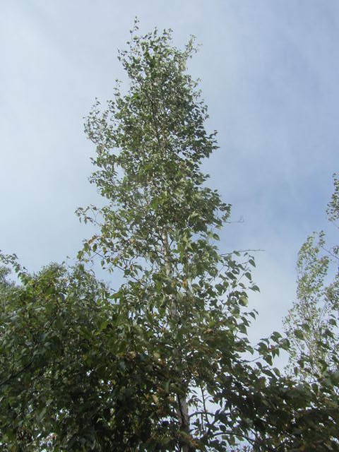 Birch