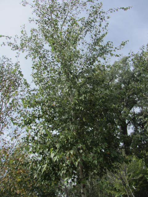 Birch