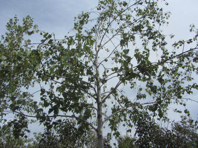 Birch