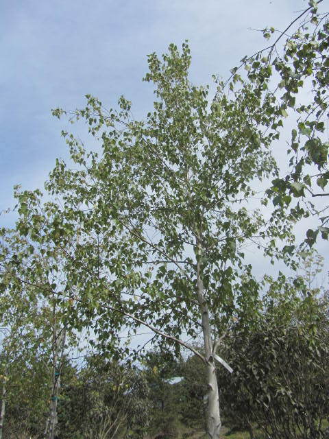 Birch