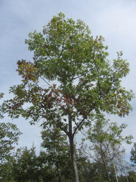 Pin Oak
