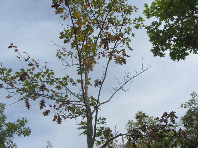 Pin Oak