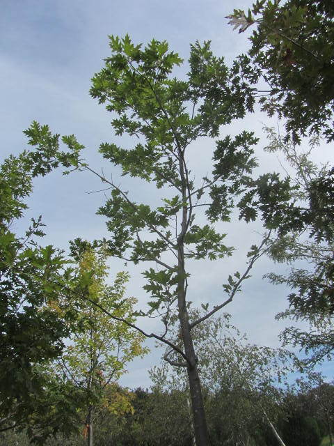 Pin Oak