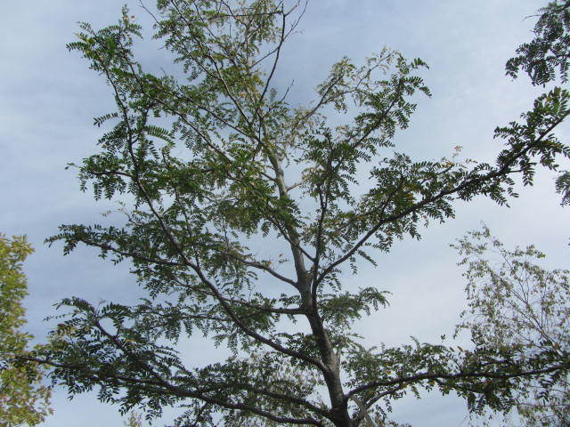 Skyline Locust
