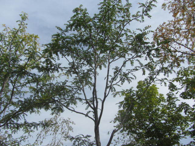 Skyline Locust