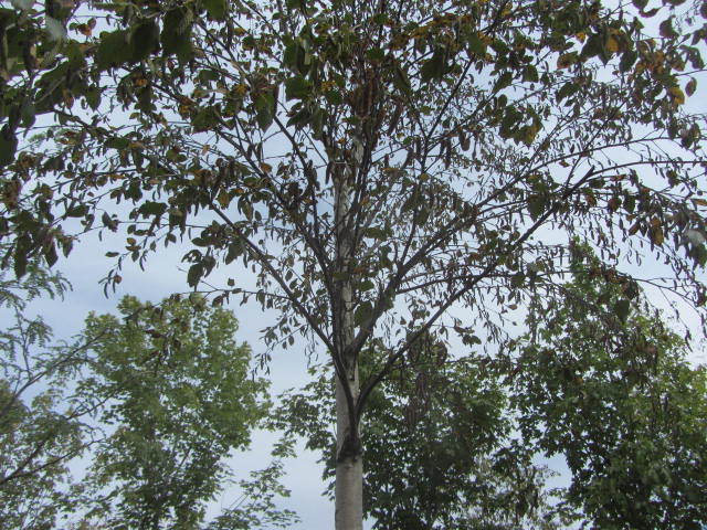 Birch